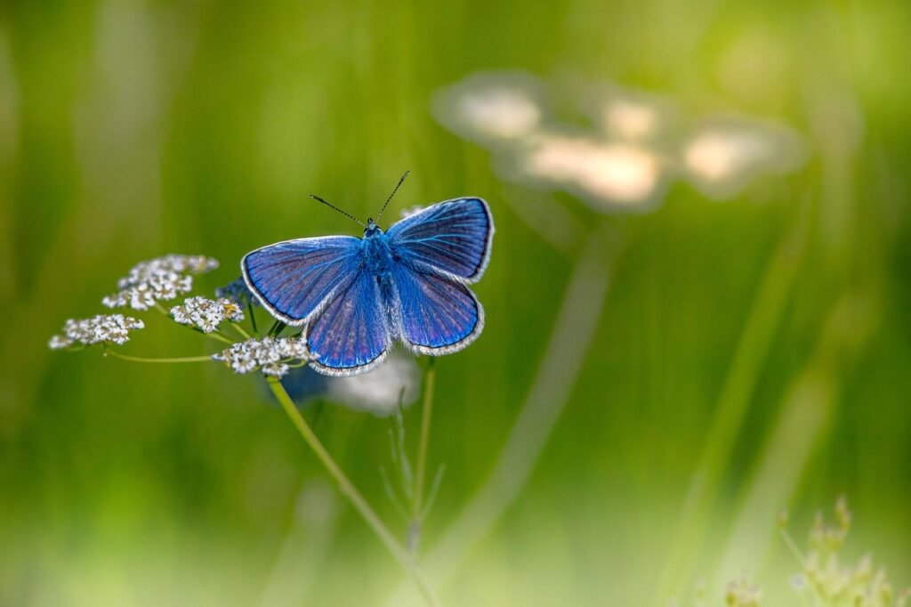 mazarine blue, butterfly, flower background, flower, flower wallpaper, pollinate, pollination, insect, winged insect, butterfly wings, bloom, beautiful flowers, blossom, flora, fauna, nature, close up, polyommatus semiargus